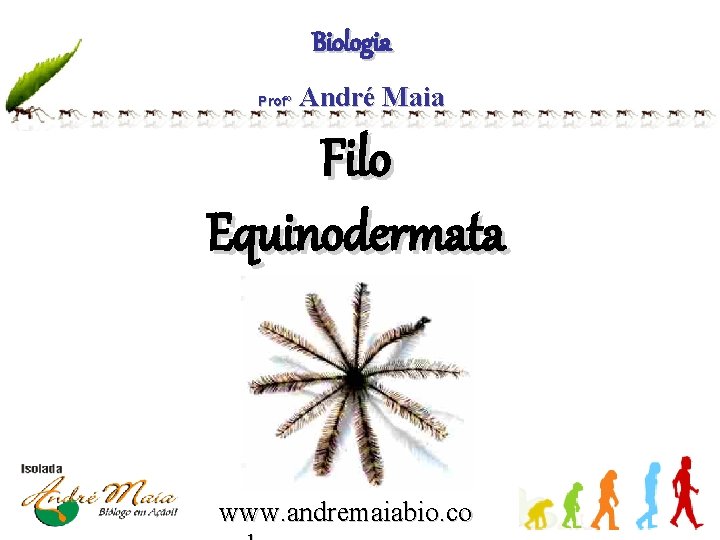 Biologia Profº André Maia Filo Equinodermata www. andremaiabio. co 