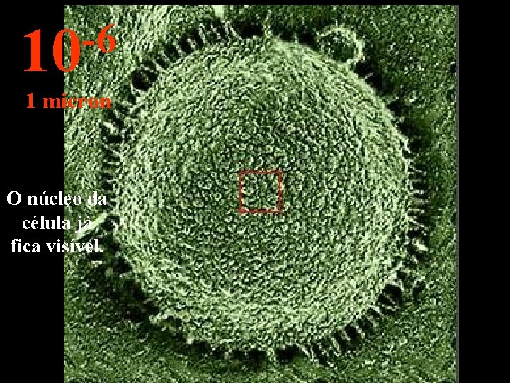 -6 10 1 micron O núcleo da célula já fica visível. 