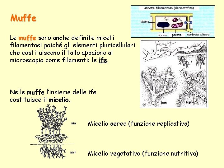 Muffe Le muffe sono anche definite miceti filamentosi poiché gli elementi pluricellulari che costituiscono