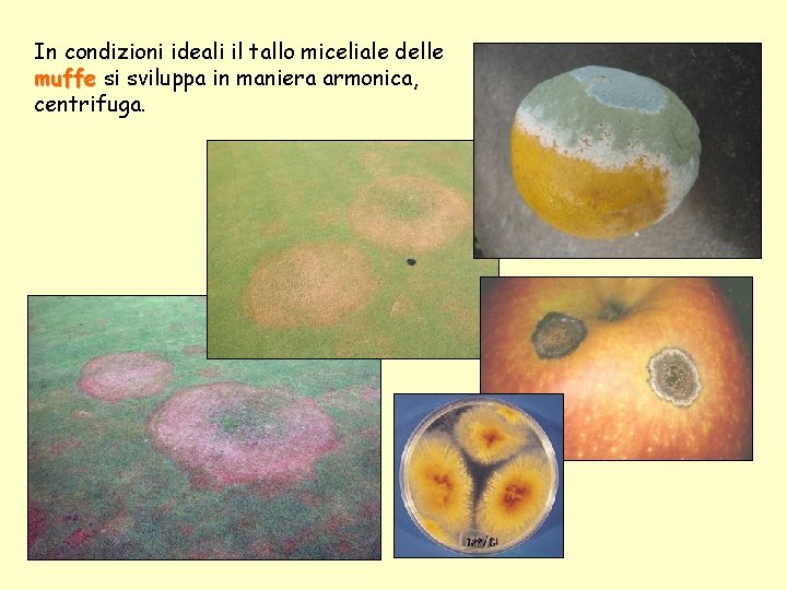 In condizioni ideali il tallo miceliale delle muffe si sviluppa in maniera armonica, centrifuga.
