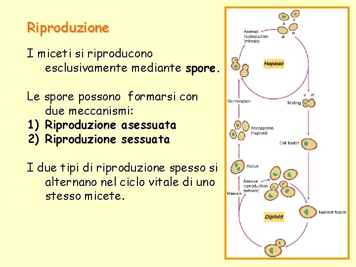 Riproduzione I miceti si riproducono esclusivamente mediante spore. Le spore possono formarsi con due