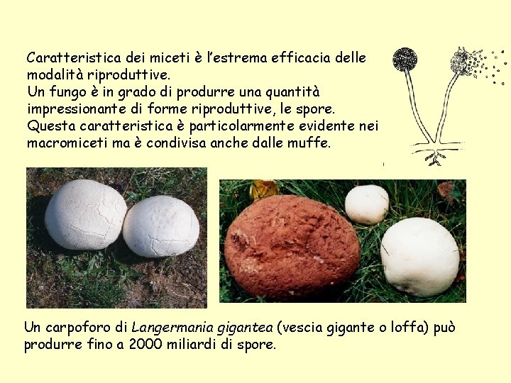 Caratteristica dei miceti è l’estrema efficacia delle modalità riproduttive. Un fungo è in grado