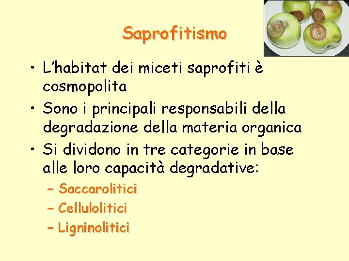 Saprofitismo • L’habitat dei miceti saprofiti è cosmopolita • Sono i principali responsabili della