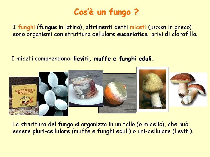 Cos’è un fungo ? I funghi (fungus in latino), altrimenti detti miceti (mukes in