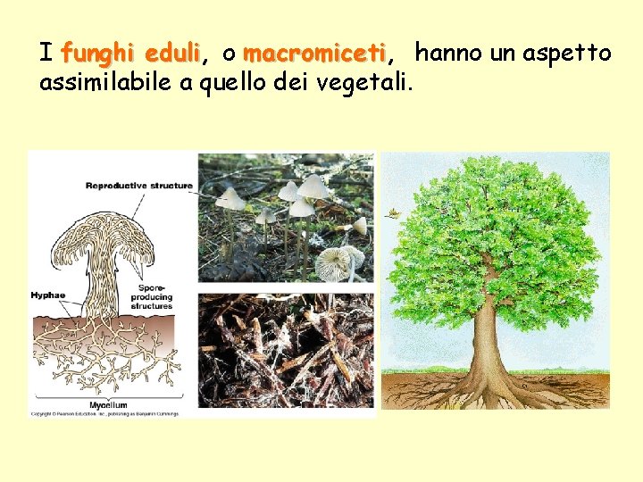 I funghi eduli, eduli o macromiceti, macromiceti hanno un aspetto assimilabile a quello dei