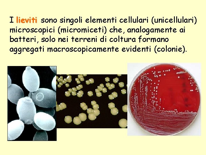 I lieviti sono singoli elementi cellulari (unicellulari) microscopici (micromiceti) che, analogamente ai batteri, solo