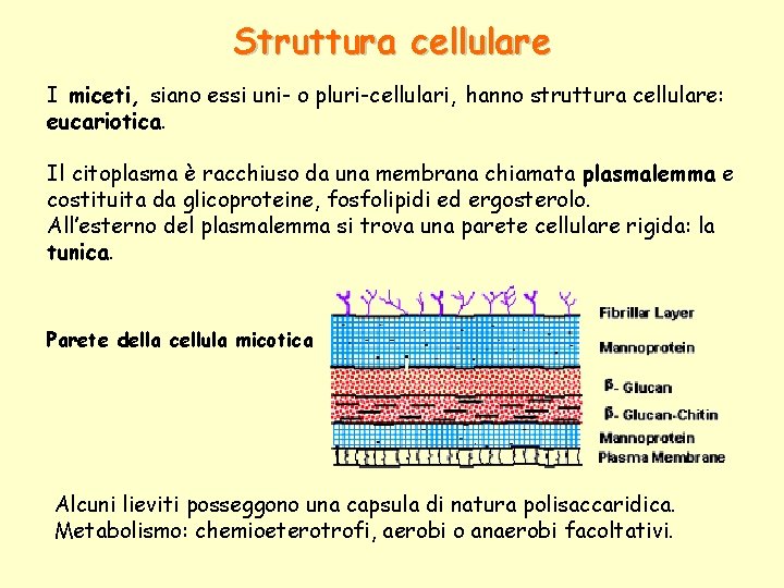 Struttura cellulare I miceti, siano essi uni- o pluri-cellulari, hanno struttura cellulare: eucariotica. Il