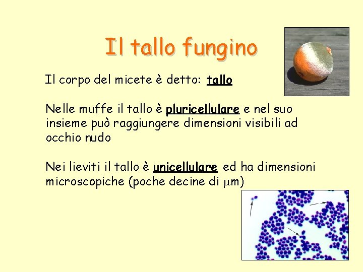 Il tallo fungino Il corpo del micete è detto: tallo Nelle muffe il tallo