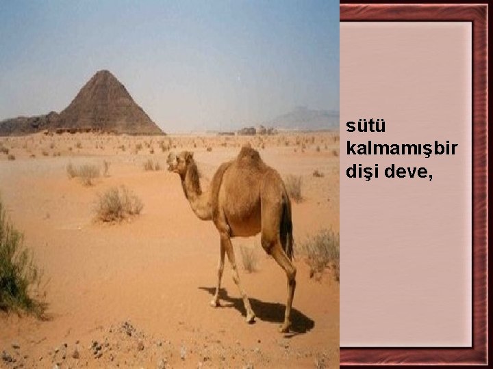 sütü kalmamışbir dişi deve, 