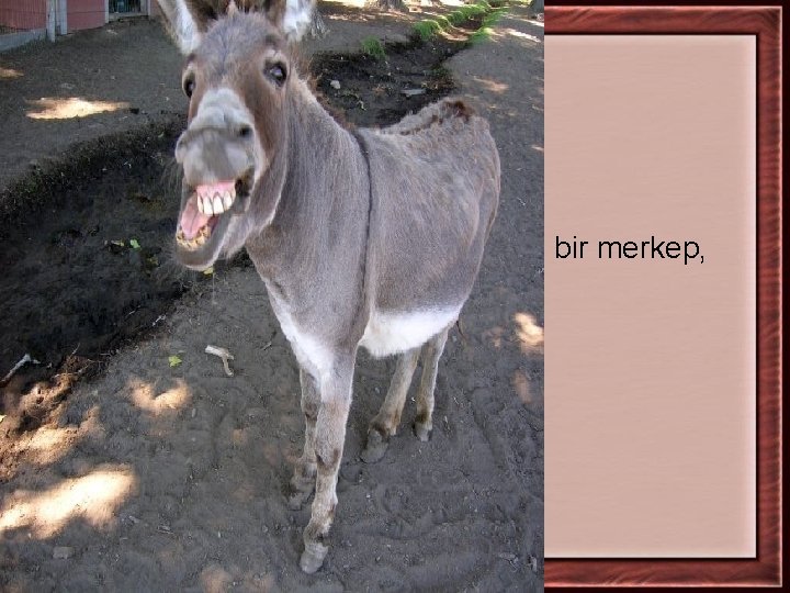 bir merkep, 