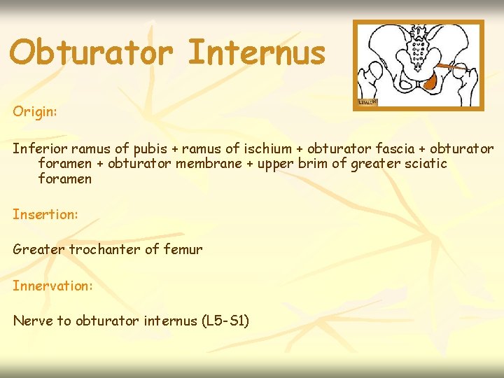 Obturator Internus Origin: Inferior ramus of pubis + ramus of ischium + obturator fascia