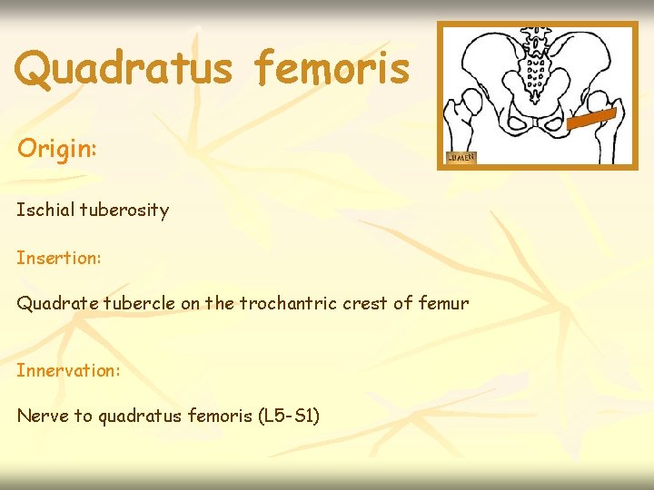 Quadratus femoris Origin: Ischial tuberosity Insertion: Quadrate tubercle on the trochantric crest of femur