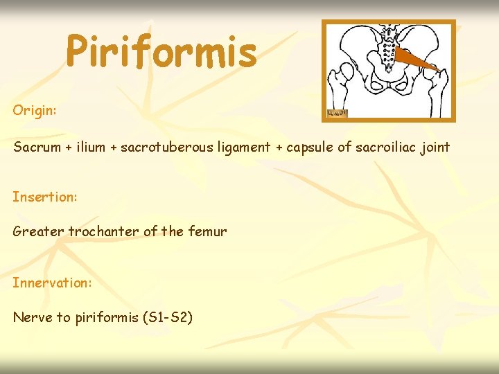Piriformis Origin: Sacrum + ilium + sacrotuberous ligament + capsule of sacroiliac joint Insertion: