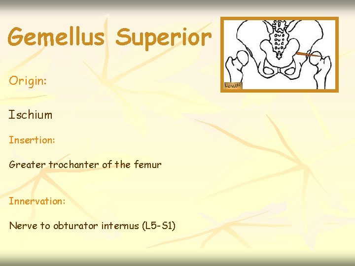 Gemellus Superior Origin: Ischium Insertion: Greater trochanter of the femur Innervation: Nerve to obturator