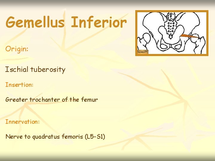 Gemellus Inferior Origin: Ischial tuberosity Insertion: Greater trochanter of the femur Innervation: Nerve to