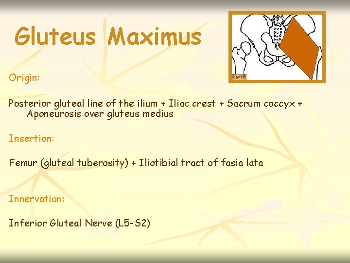 Gluteus Maximus Origin: Posterior gluteal line of the ilium + Iliac crest + Sacrum