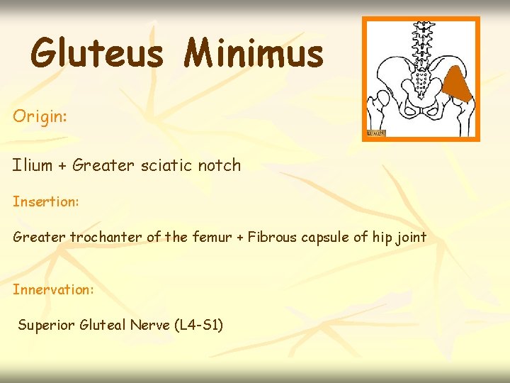 Gluteus Minimus Origin: Ilium + Greater sciatic notch Insertion: Greater trochanter of the femur