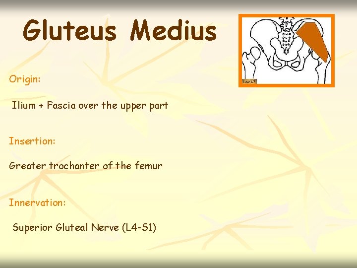 Gluteus Medius Origin: Ilium + Fascia over the upper part Insertion: Greater trochanter of