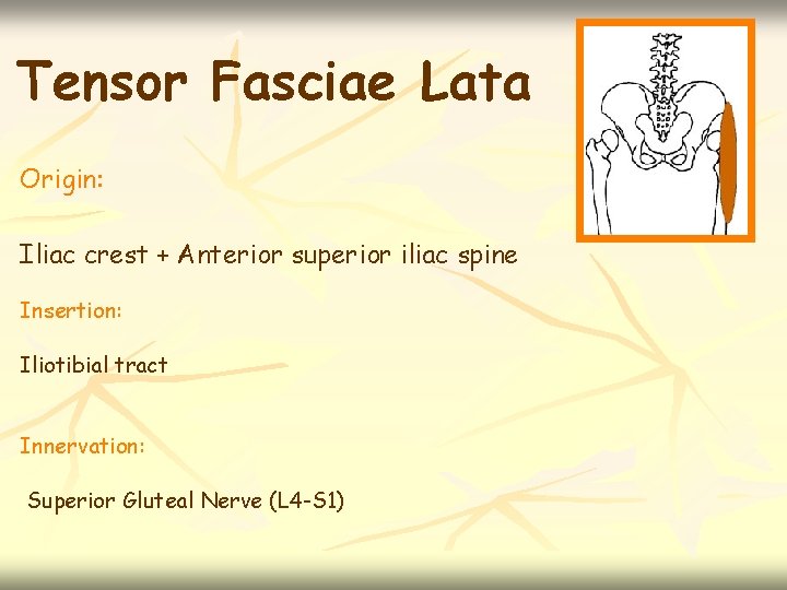 Tensor Fasciae Lata Origin: Iliac crest + Anterior superior iliac spine Insertion: Iliotibial tract