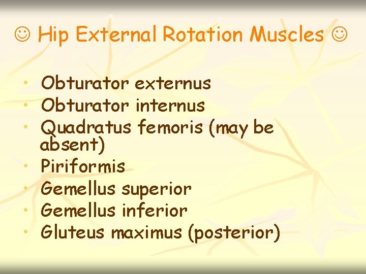  Hip External Rotation Muscles • • Obturator externus Obturator internus Quadratus femoris (may