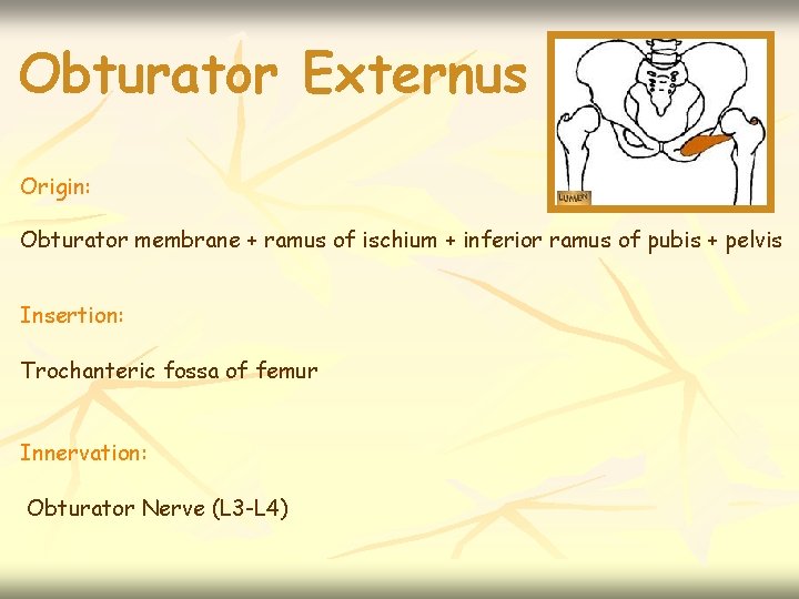 Obturator Externus Origin: Obturator membrane + ramus of ischium + inferior ramus of pubis