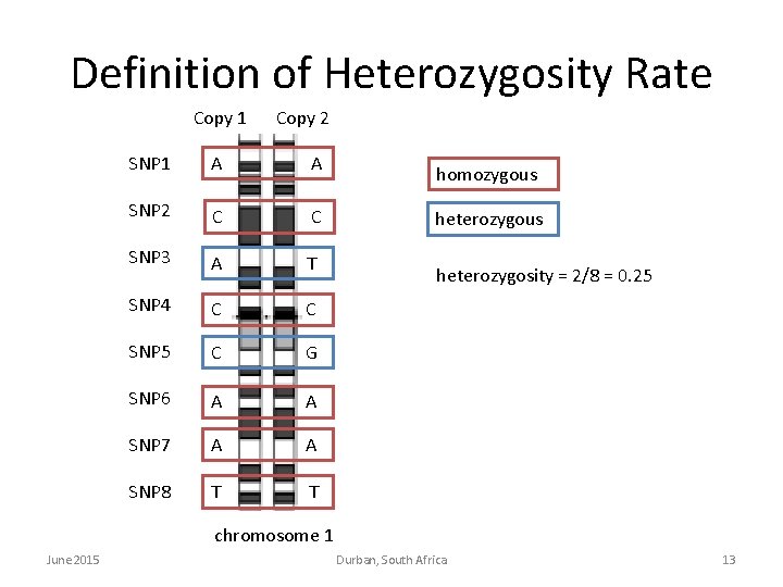 Definition of Heterozygosity Rate Copy 1 Copy 2 SNP 1 A A SNP 2 Definition of Heterozygosity Rate Copy 1 Copy 2 SNP 1 A A SNP 2