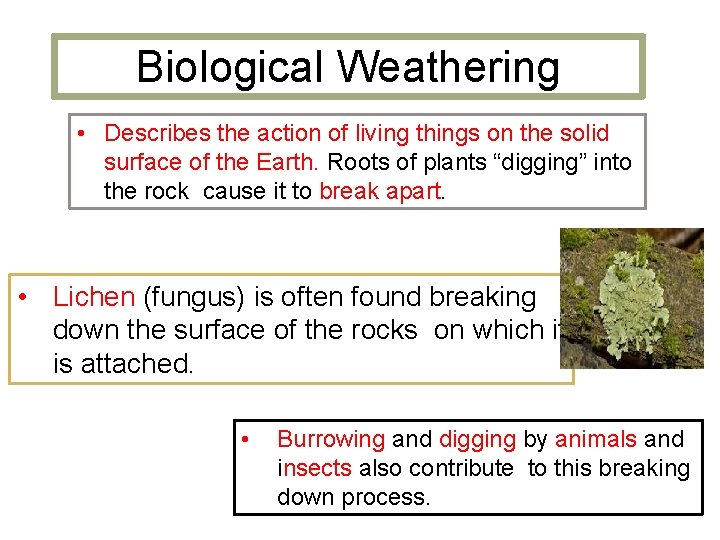 Biological Weathering • Describes the action of living things on the solid surface of