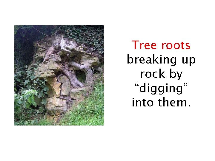 Tree roots breaking up rock by “digging” into them. 