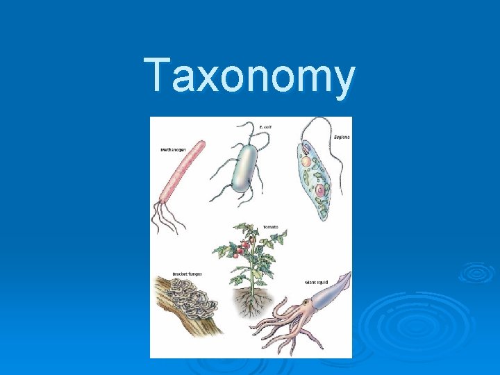 Taxonomy 