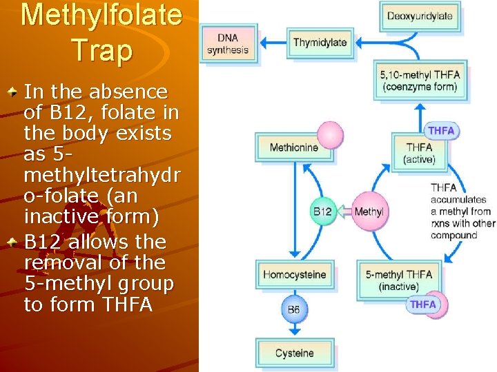 Methylfolate Trap In the absence of B 12, folate in the body exists as