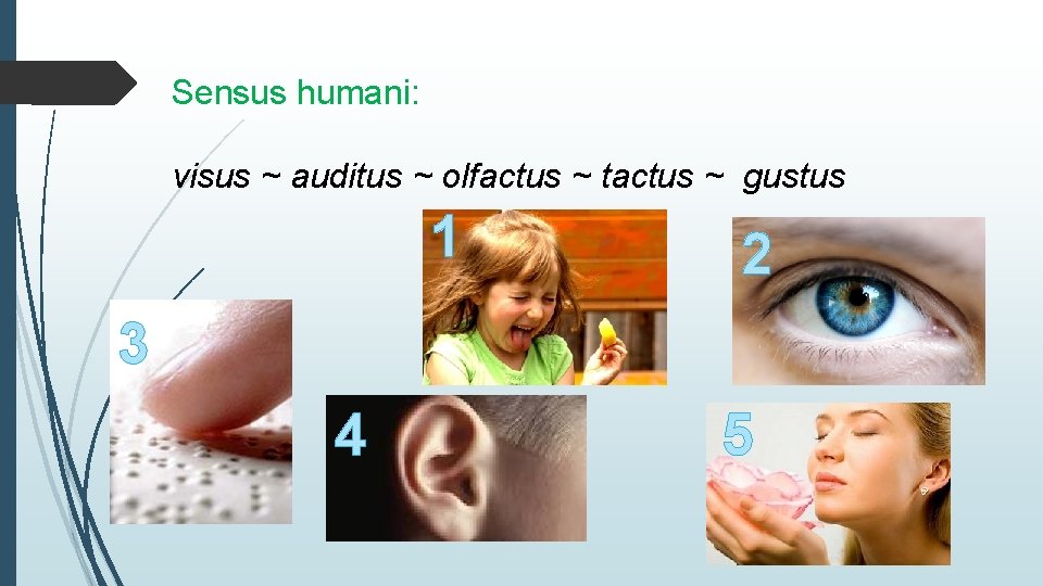 Sensus humani: visus ~ auditus ~ olfactus ~ tactus ~ gustus 1 2 3