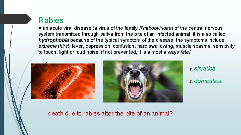 Rabies = an acute viral disease (a virus of the family Rhabdoviridae) of the