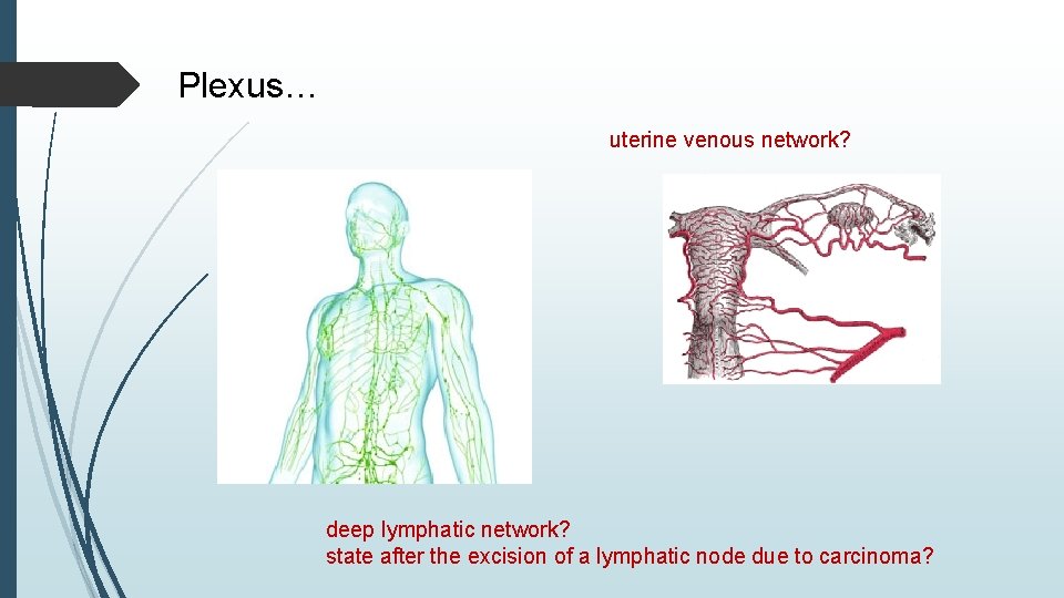 Plexus… uterine venous network? deep lymphatic network? state after the excision of a lymphatic