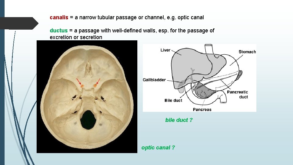 canalis = a narrow tubular passage or channel, e. g. optic canal ductus =