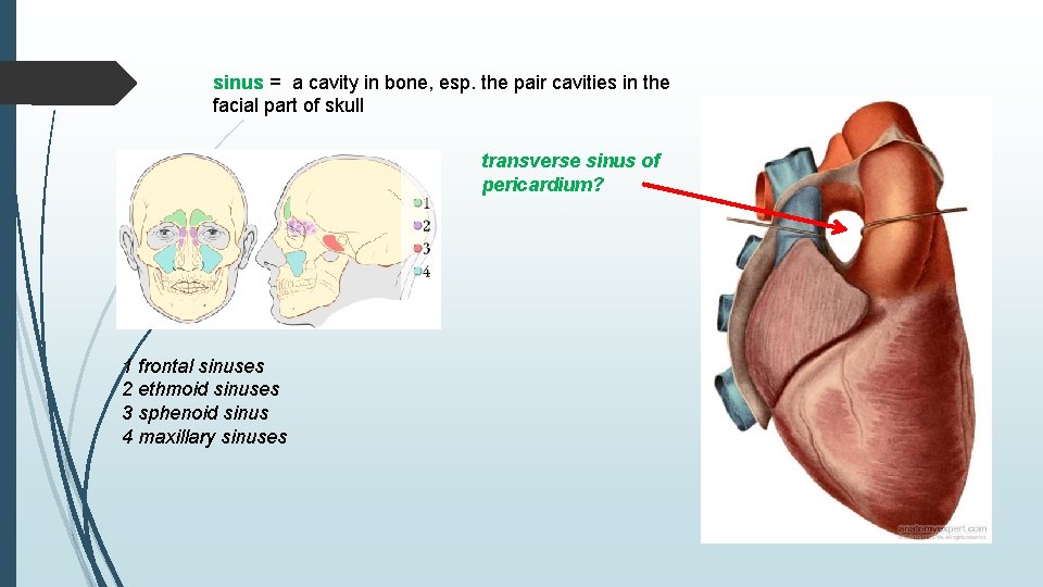 sinus = a cavity in bone, esp. the pair cavities in the facial part