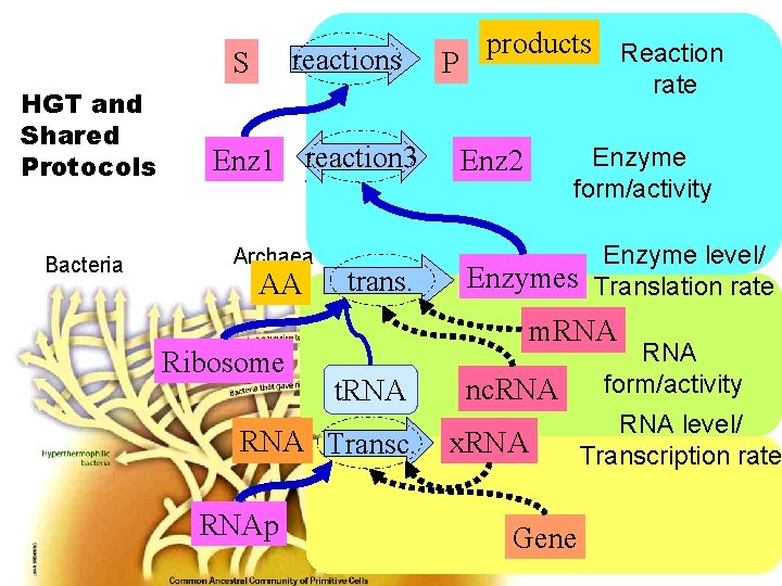 reactions S HGT and Shared Protocols Bacteria products Reaction P rate Eukaryotes Enz 1