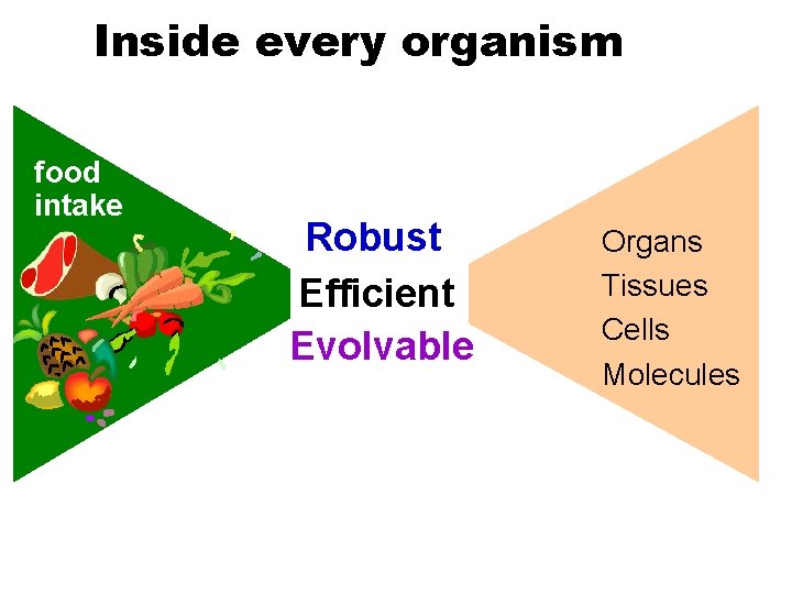 Inside every organism food intake Robust Efficient Evolvable Organs Tissues Cells Molecules 