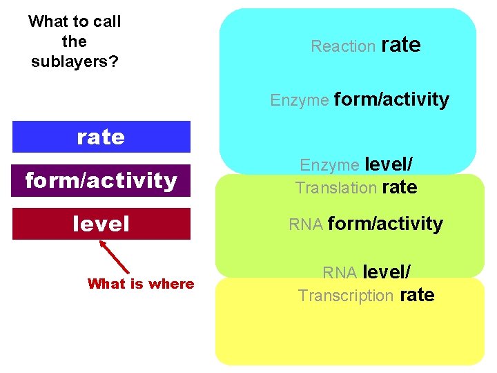 What to call the sublayers? Reaction rate Enzyme form/activity rate form/activity level What is