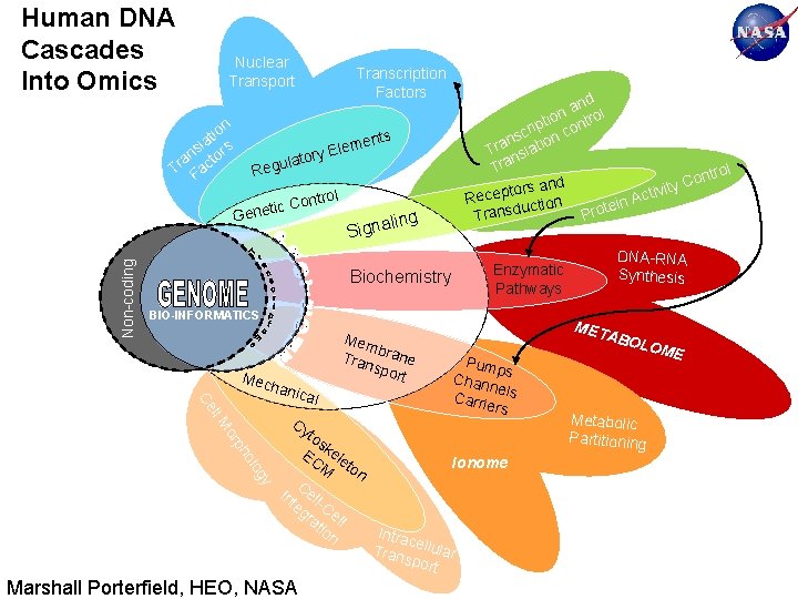 Human DNA Cascades Into Omics Nuclear Transport n io t sla ors n t