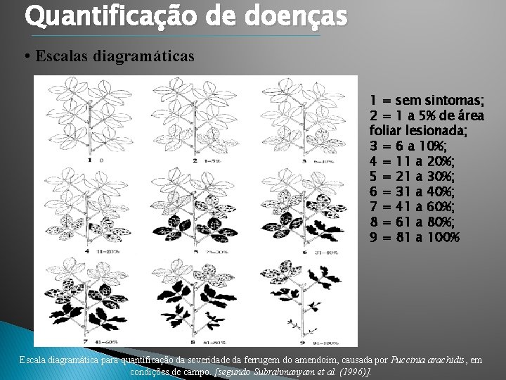 Quantificação de doenças • Escalas diagramáticas 1 = sem sintomas; 2 = 1 a Quantificação de doenças • Escalas diagramáticas 1 = sem sintomas; 2 = 1 a
