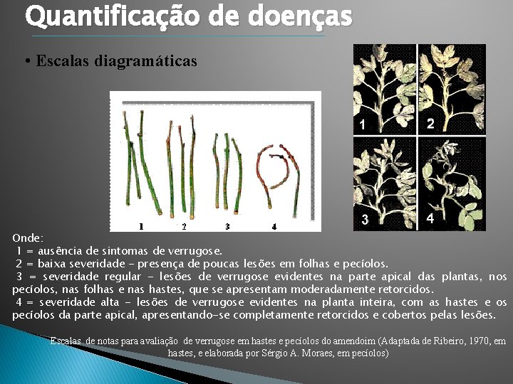 Quantificação de doenças • Escalas diagramáticas Onde: 1 = ausência de sintomas de verrugose. Quantificação de doenças • Escalas diagramáticas Onde: 1 = ausência de sintomas de verrugose.