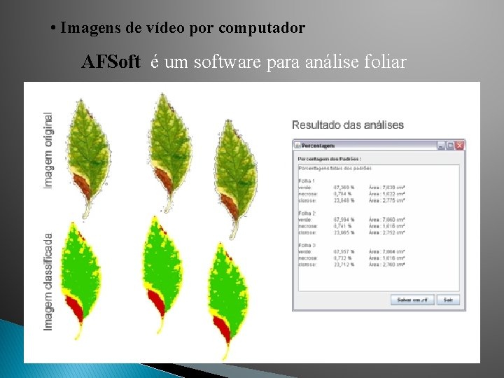• Imagens de vídeo por computador AFSoft é um software para análise foliar • Imagens de vídeo por computador AFSoft é um software para análise foliar