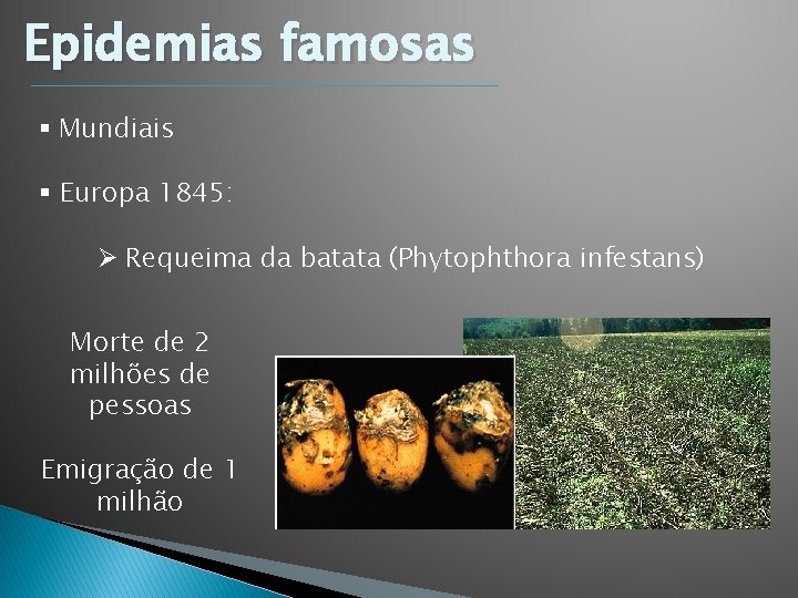 Epidemias famosas § Mundiais § Europa 1845: Ø Requeima da batata (Phytophthora infestans) Morte Epidemias famosas § Mundiais § Europa 1845: Ø Requeima da batata (Phytophthora infestans) Morte
