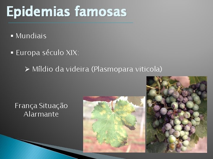 Epidemias famosas § Mundiais § Europa século XIX: Ø Míldio da videira (Plasmopara viticola) Epidemias famosas § Mundiais § Europa século XIX: Ø Míldio da videira (Plasmopara viticola)
