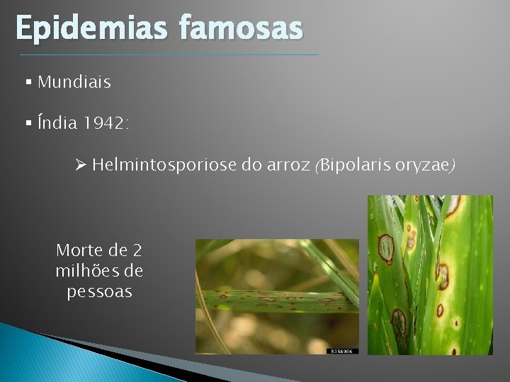 Epidemias famosas § Mundiais § Índia 1942: Ø Helmintosporiose do arroz (Bipolaris oryzae) Morte Epidemias famosas § Mundiais § Índia 1942: Ø Helmintosporiose do arroz (Bipolaris oryzae) Morte