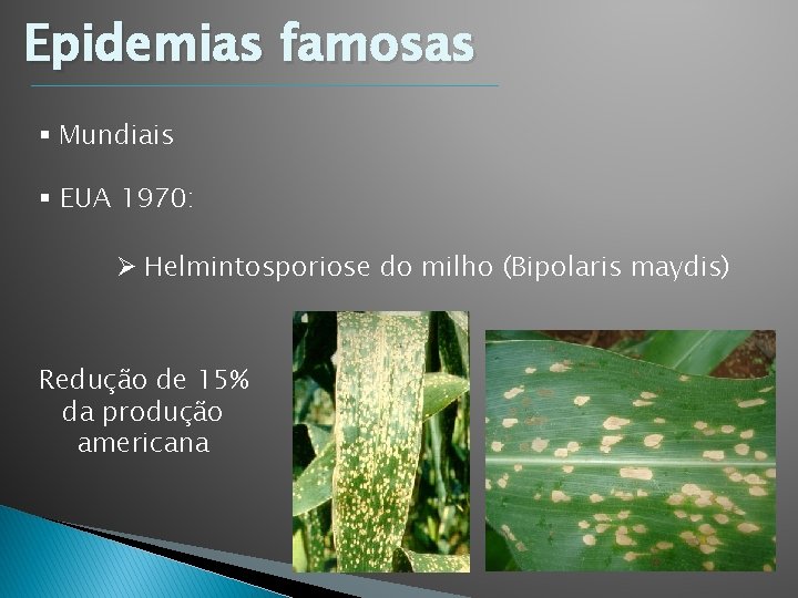 Epidemias famosas § Mundiais § EUA 1970: Ø Helmintosporiose do milho (Bipolaris maydis) Redução Epidemias famosas § Mundiais § EUA 1970: Ø Helmintosporiose do milho (Bipolaris maydis) Redução