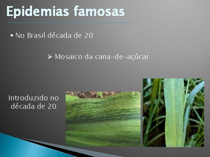 Epidemias famosas § No Brasil década de 20 Ø Mosaico da cana-de-açúcar Introduzido no Epidemias famosas § No Brasil década de 20 Ø Mosaico da cana-de-açúcar Introduzido no