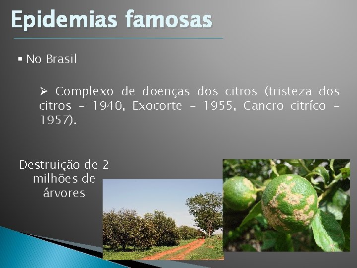 Epidemias famosas § No Brasil Ø Complexo de doenças dos citros (tristeza dos citros Epidemias famosas § No Brasil Ø Complexo de doenças dos citros (tristeza dos citros