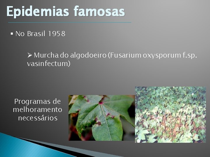 Epidemias famosas § No Brasil 1958 Ø Murcha do algodoeiro (Fusarium oxysporum f. sp. Epidemias famosas § No Brasil 1958 Ø Murcha do algodoeiro (Fusarium oxysporum f. sp.