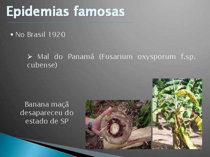 Epidemias famosas § No Brasil 1920 Ø Mal do Panamá (Fusarium oxysporum f. sp. Epidemias famosas § No Brasil 1920 Ø Mal do Panamá (Fusarium oxysporum f. sp.